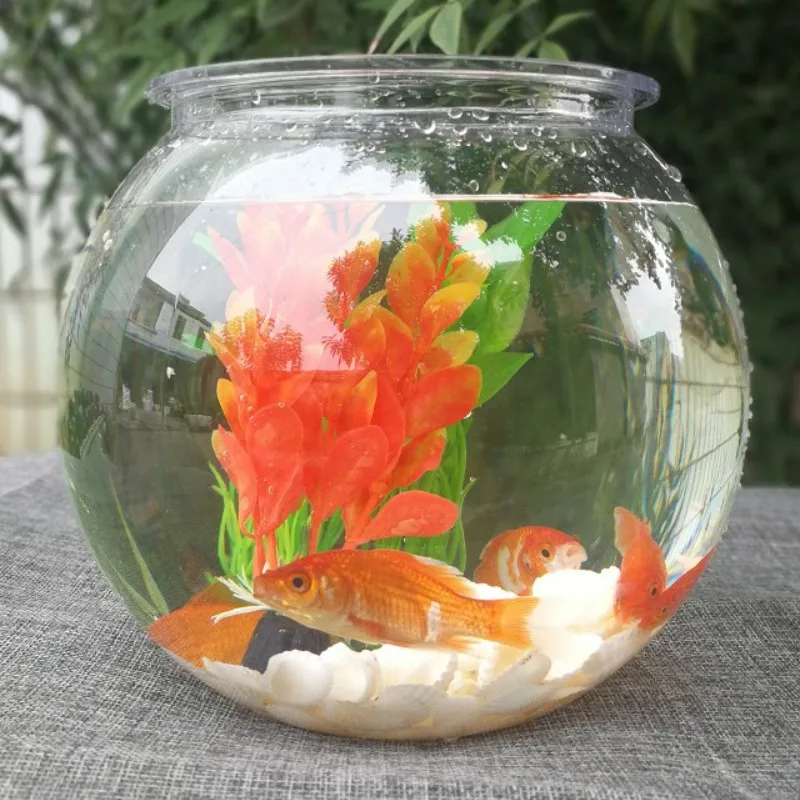 Planted Aquarium For Goldfish - Goldfisch schüssel desktop transparent kunststoff aquarium