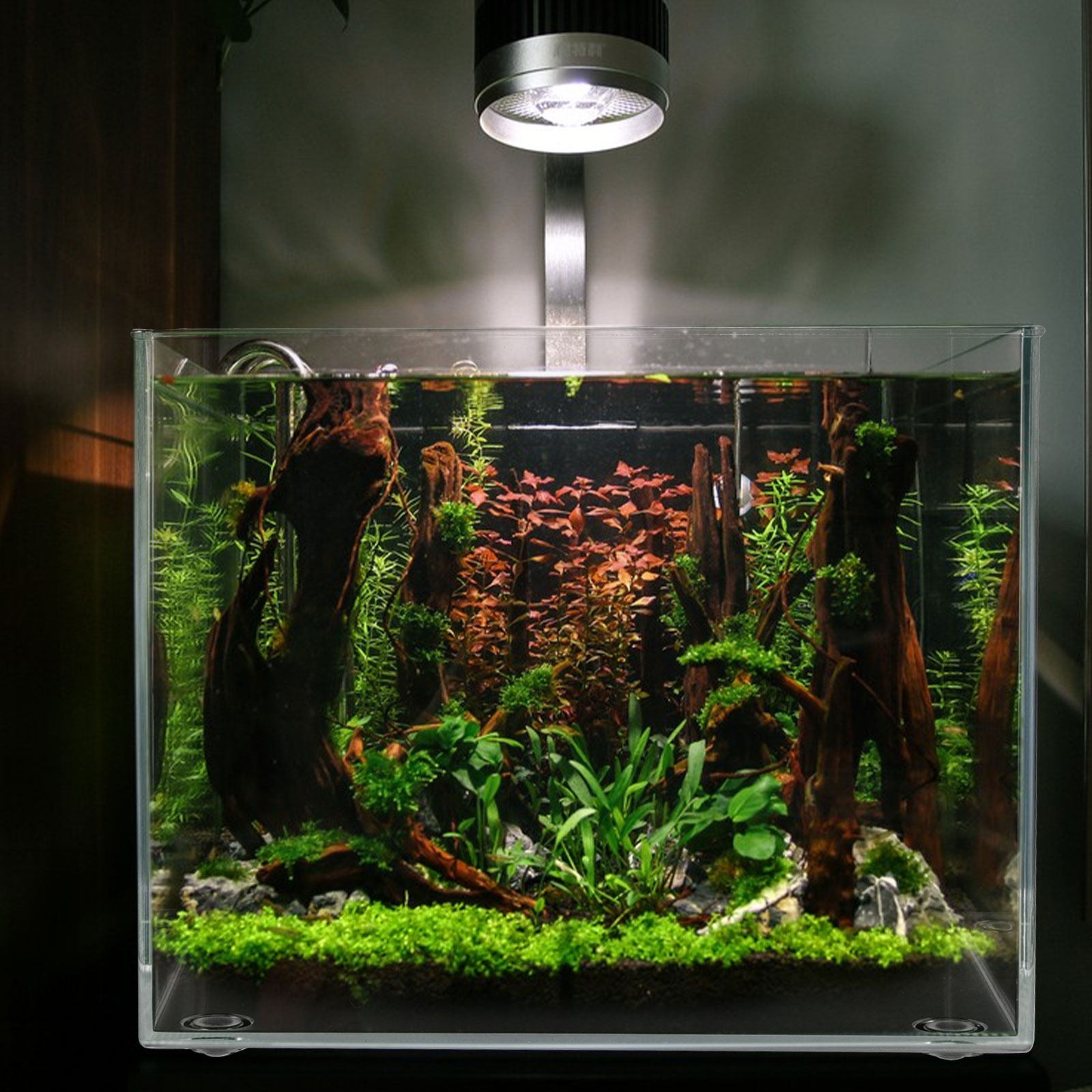 Planted Aquarium For Goldfish - Desktop-Mini-Aquarium für Betta-Fische Goldfische Schildkröten Pflanzen