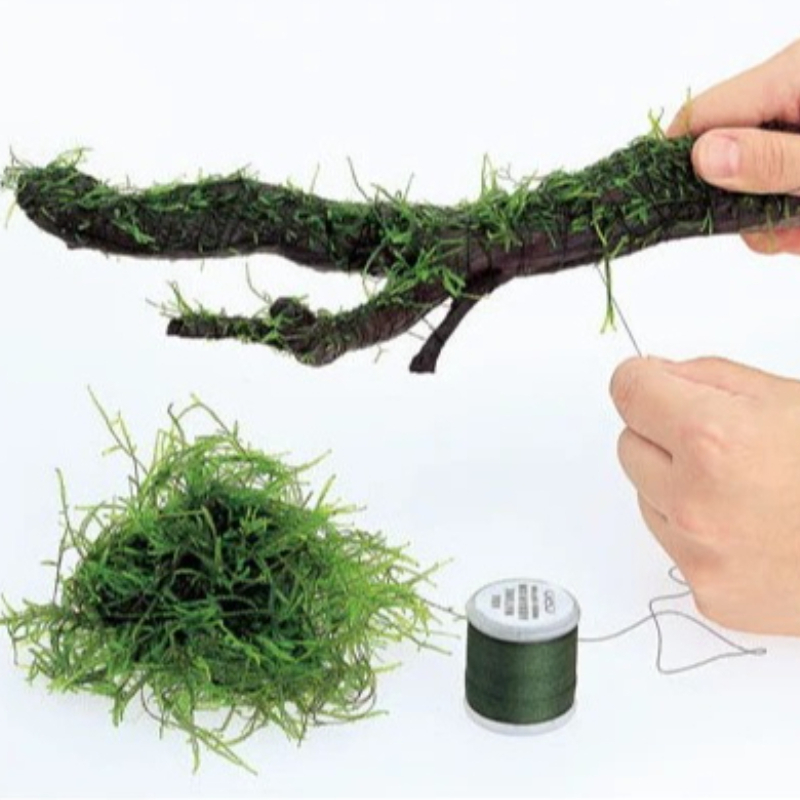Planted Aquarium With Driftwood - Biologisch Abbaubarer Aquarium-Moosfaden 200m Aquascaping Pflanzenbindeschnur