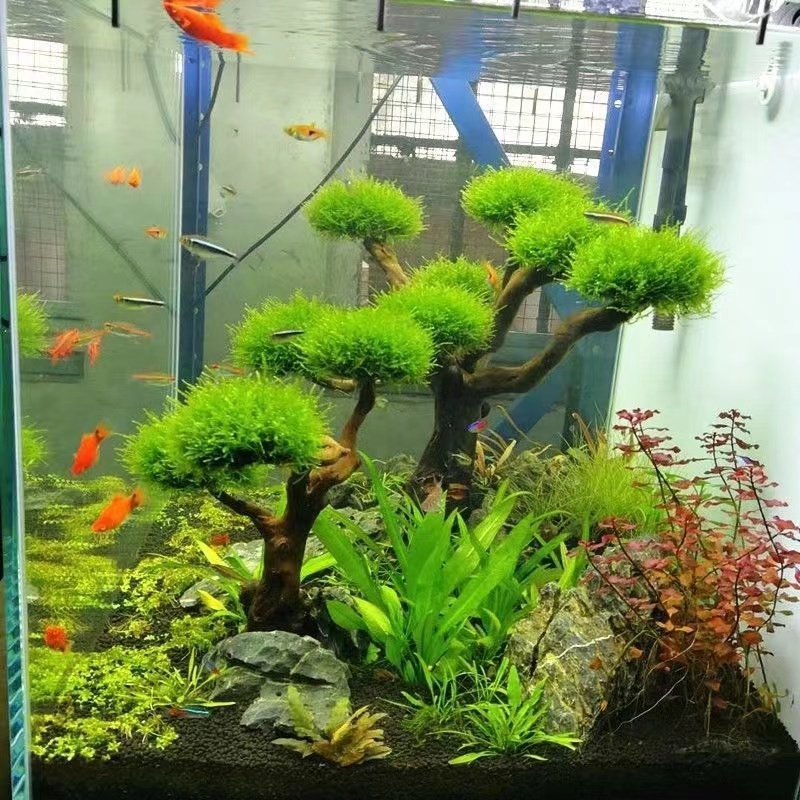 Planted Aquarium With Driftwood - Fisch tank begrünung holz rahmen pflanzen
