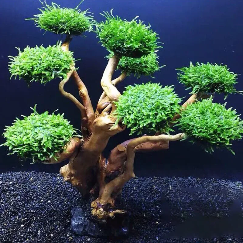 Planted Aquarium Without Fish - Aquarium-Pflanzen-Dekoration: Moosbaum, Holz, Wurzelholz, Aquatisches Gras,