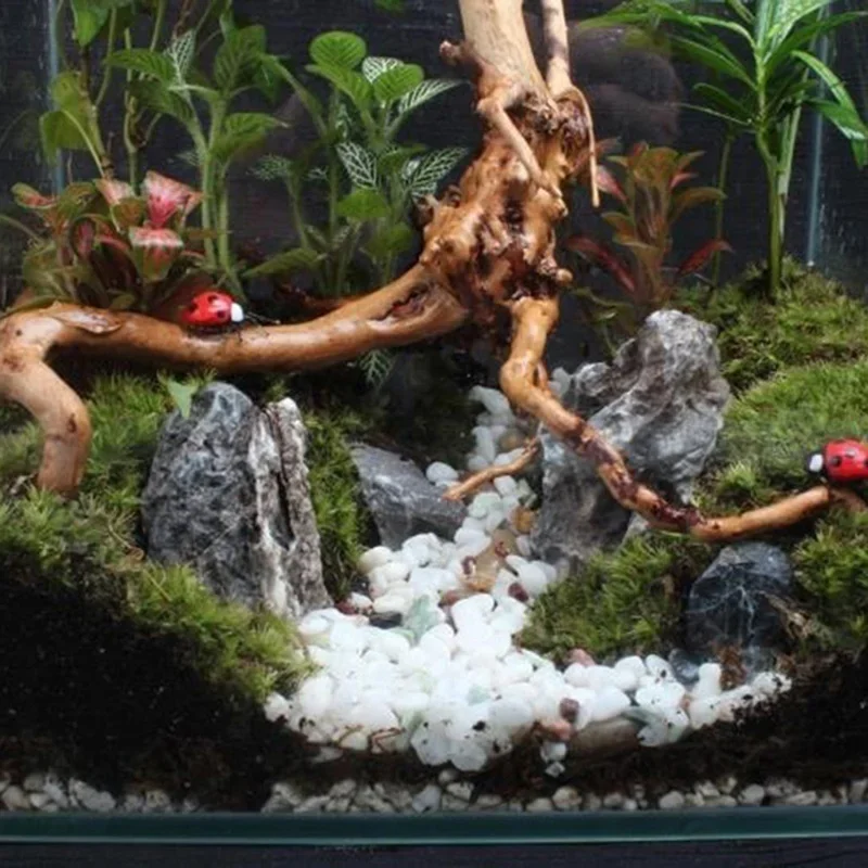 Natürlicher Baumstamm Treibhol – Planted Aquarium With Driftwood Bewertung und Preis