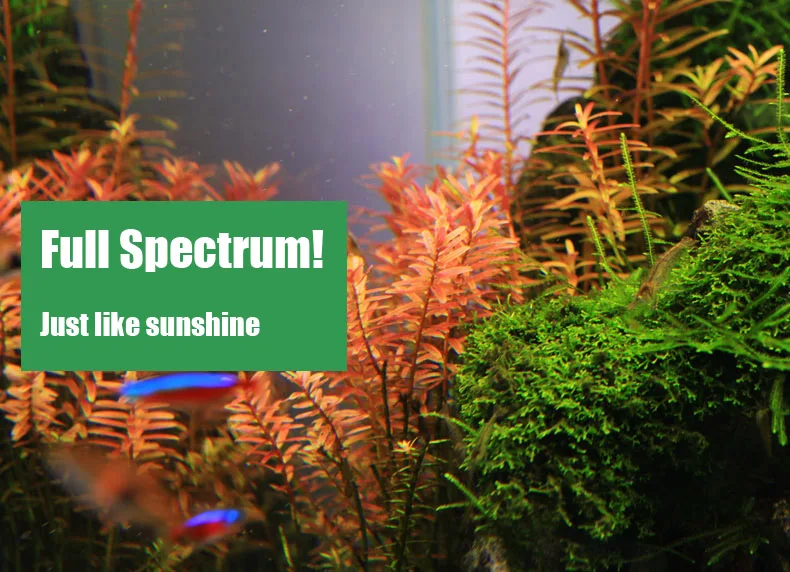 Spirituosen C-Serie ADA-Stil P – Planted Aquarium Mini Bewertung und Preis