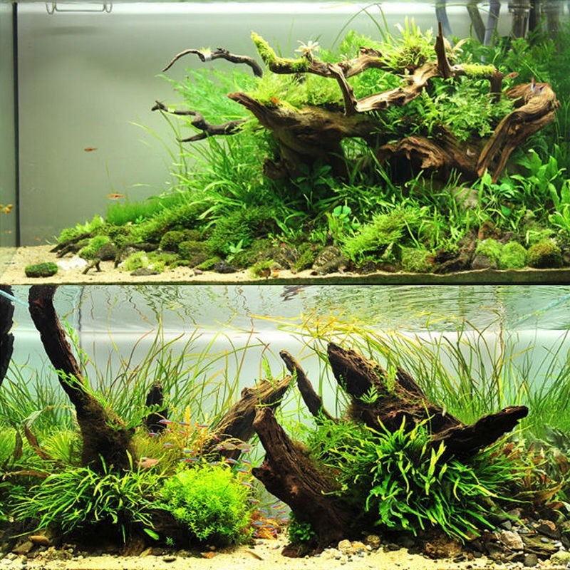 Natürliches Treibholz, Aquariu – Planted Aquarium With Driftwood Bewertung und Preis