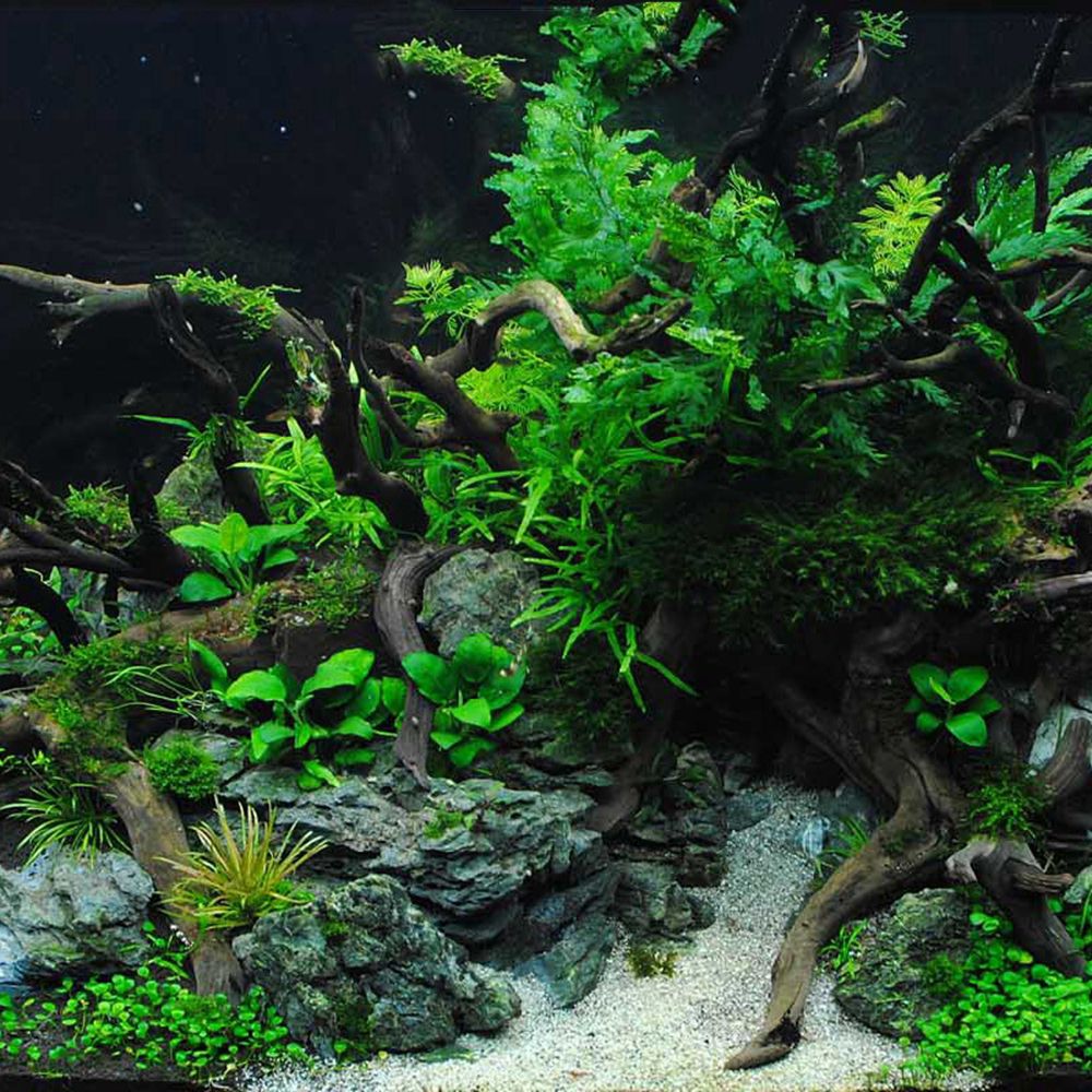 Holz N1N Landschaftsbau Aquari – Planted Aquarium With Driftwood Bewertung und Preis