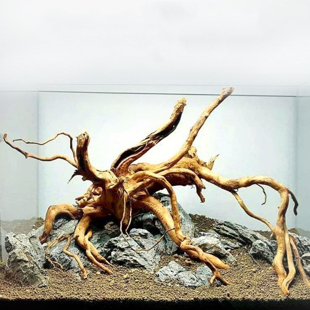 20-25CM Großes Aquarium-Treibh – Planted Aquarium With Driftwood Bewertung und Preis