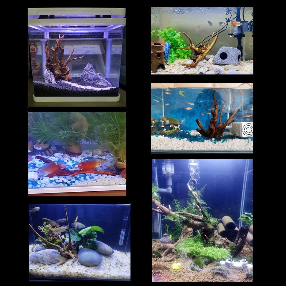 20-25CM Großes Aquarium-Treibh – Planted Aquarium With Driftwood Bewertung und Preis