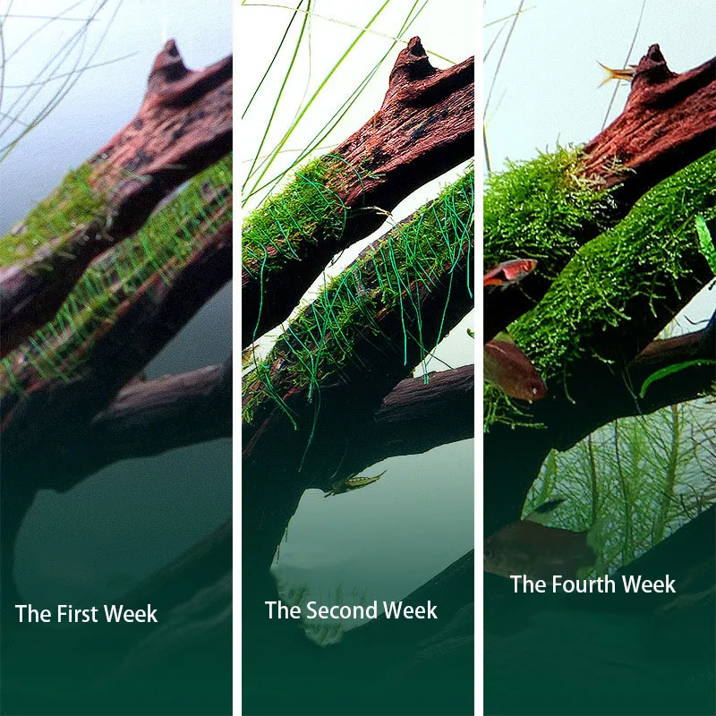 Biologisch Abbaubarer Aquarium – Planted Aquarium With Driftwood Bewertung und Preis