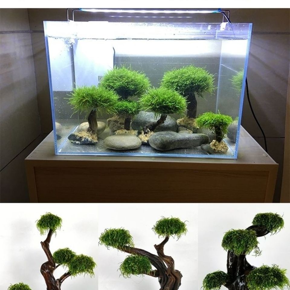 Fisch tank begrünung holz rahm – Planted Aquarium With Driftwood Bewertung und Preis
