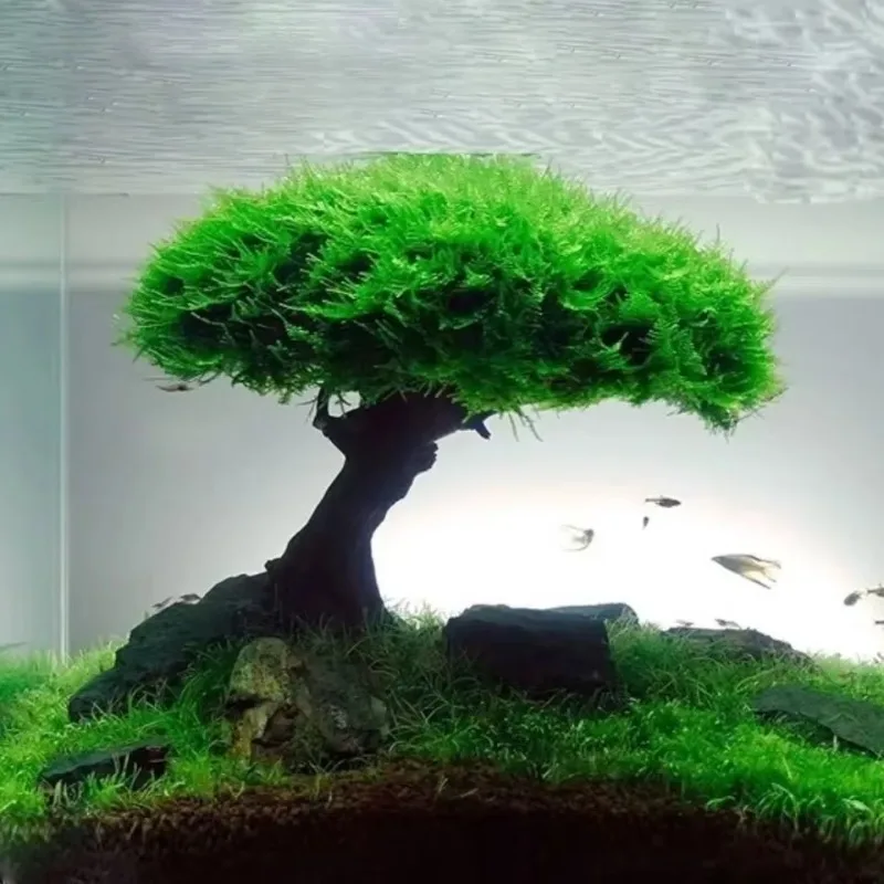 Aquarium Dekoration Pflanze Mo – Planted Aquarium Without Fish Bewertung und Preis