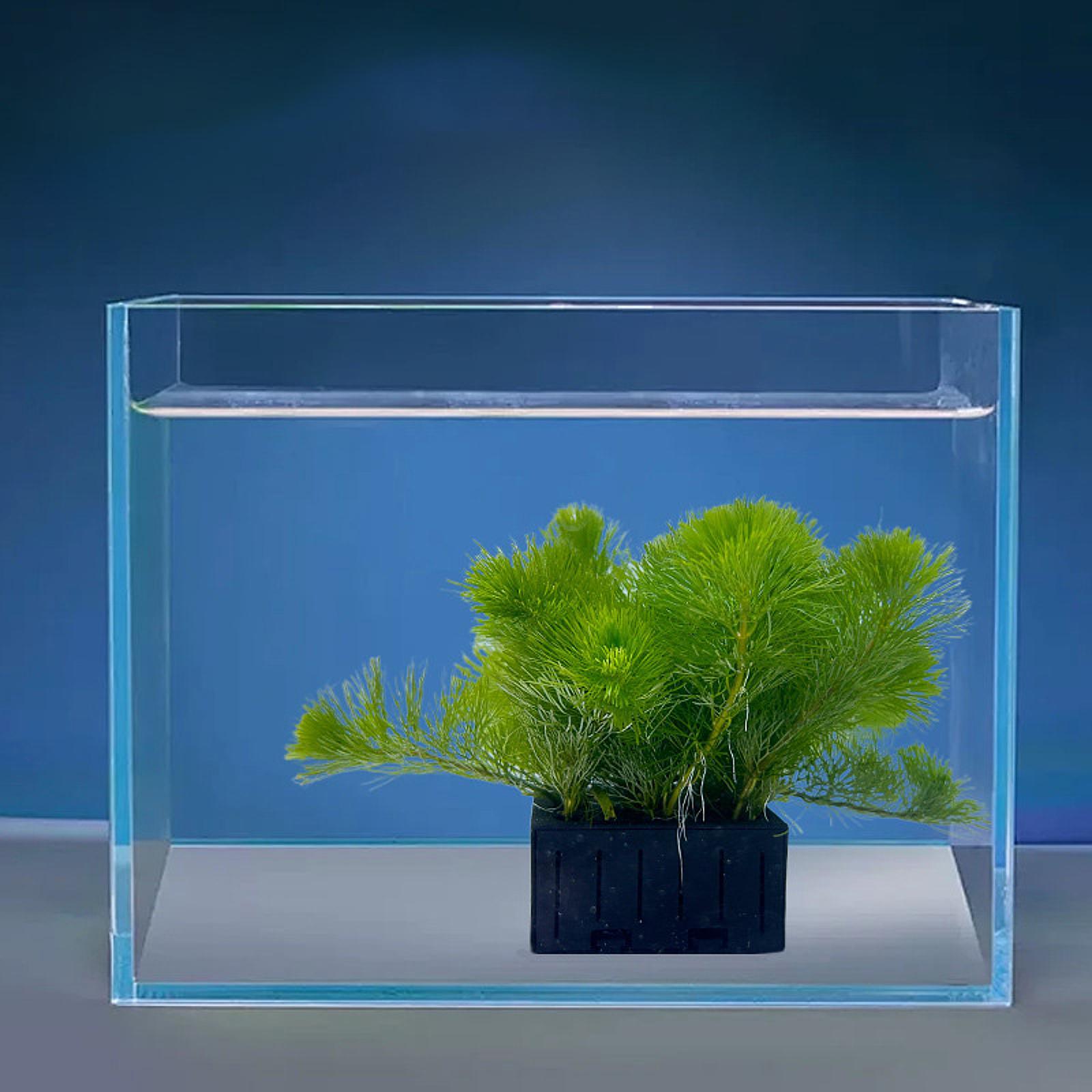 Aquarium Pflanzenkorb PP Kunst – Planted Aquarium Mini Bewertung und Preis